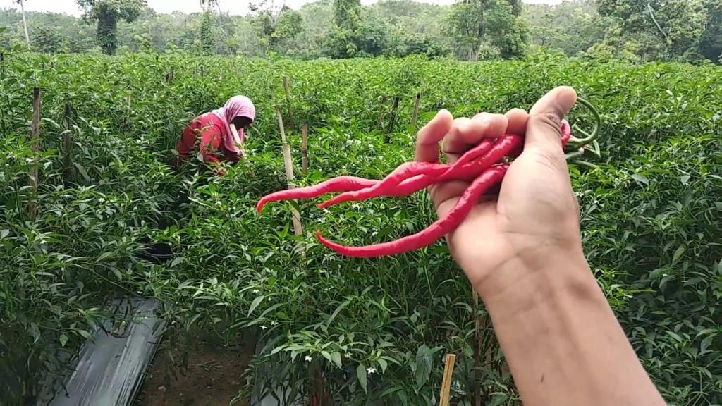 Pemprov Kepri Salurkan Bantuan Benih Cabai untuk Petani Natuna, Siapkan Lahan 10 Hektare