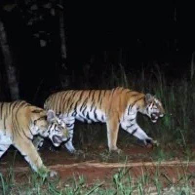 Sapi Warga Siak Dimangsa Hewan Buas, Diduga Harimau Sumatera