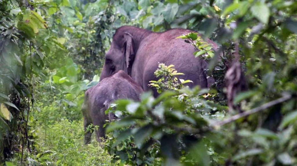 Gajah Liar di Hutan Adat Ghimbo Potai Kampar Resahkan Warga