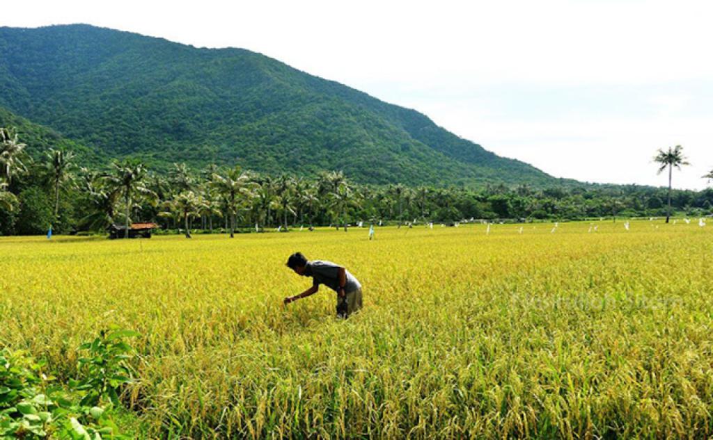 Bupati Kuansing Dukung Petani Padi dengan Pembangunan Irigasi Baru