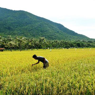 Bupati Kuansing Dukung Petani Padi dengan Pembangunan Irigasi Baru