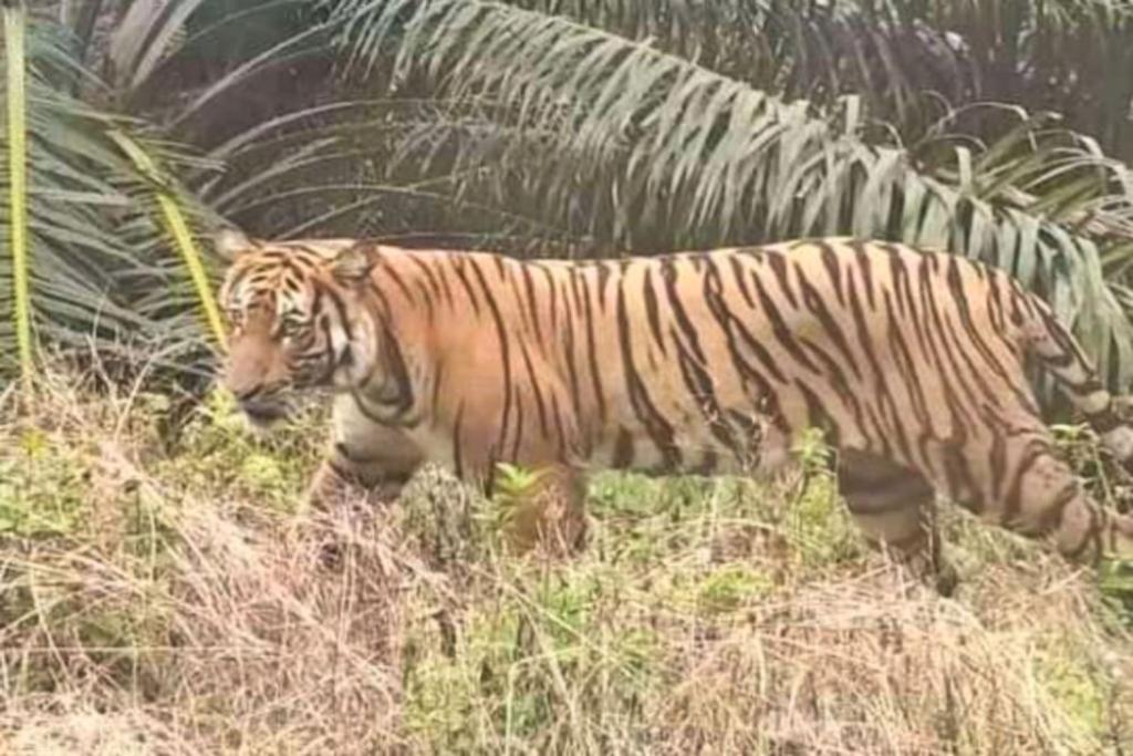 Warga di Inhu Nyaris Jadi Santapan Harimau Saat Mencari Damar di Hutan