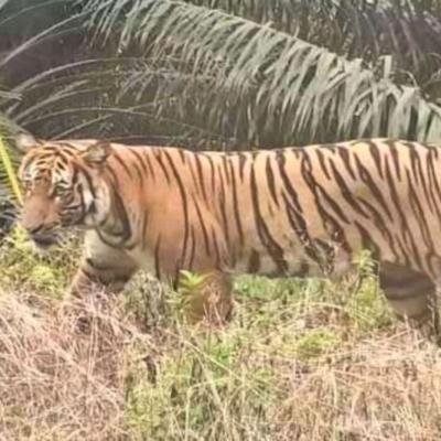 Warga di Inhu Nyaris Jadi Santapan Harimau Saat Mencari Damar di Hutan