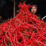 Harga Cabai Merah Tembus Rp100 Ribu, Pemko Pekanbaru Siapkan Subsidi Transportasi
