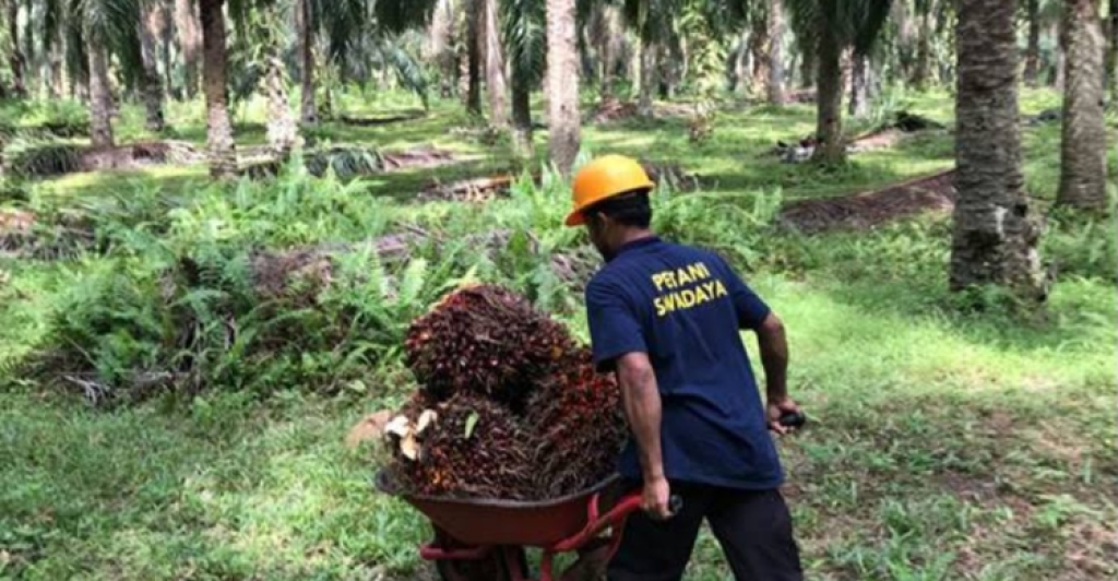 Harga TBS Sawit Mitra Swadaya di Riau Pekan ini Naik Jadi Rp3.658,61/Kg