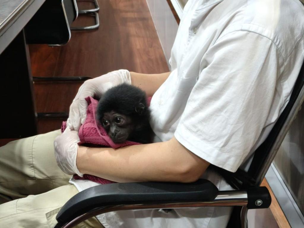 Perdagangan Satwa Dilindungi Terungkap di Riau, Owa Siamang Dijual Rp10 Juta