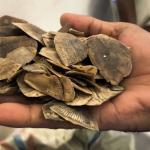 Hendak Jual  30 Kg Sisik Tenggiling Pria di Rokan Hilir Ditangkap Polisi