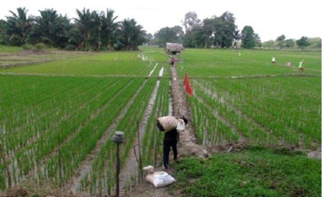 Kejar Swasembada Pangan, Kuansing Cetak 1.500 Hektare Sawah Baru di 2025