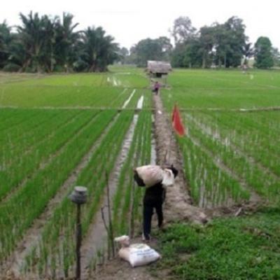 Kejar Swasembada Pangan, Kuansing Cetak 1.500 Hektare Sawah Baru di 2025