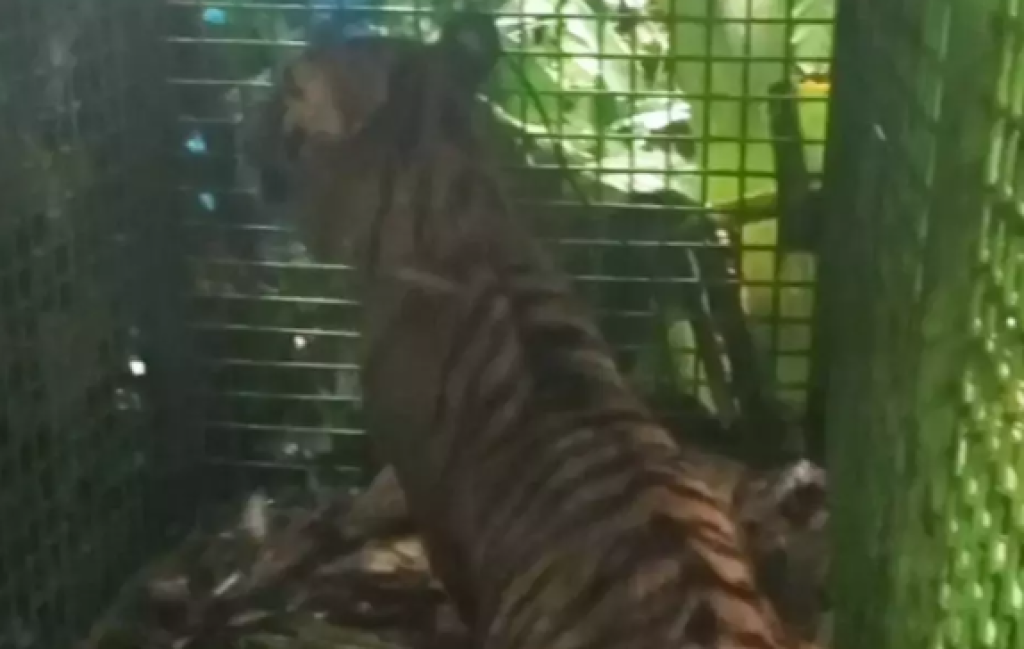 Pria 23 Tahun Selamat dari Serangan Harimau di Siak, Riau