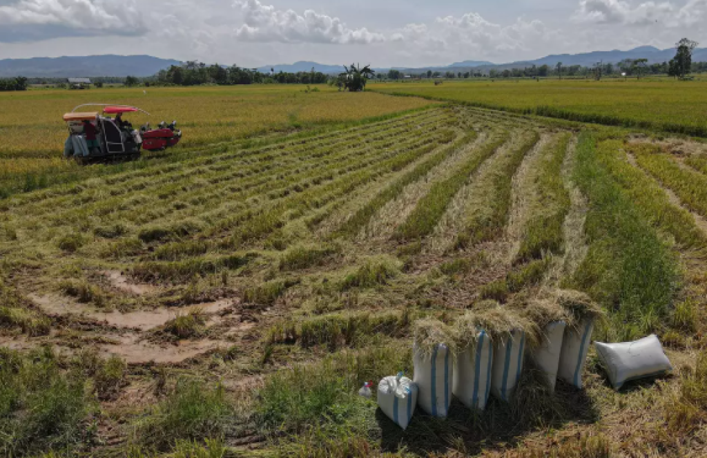 Pemerintah Janjikan Pendapatan Rp 20 Juta per Bulan bagi Peserta Transmigrasi