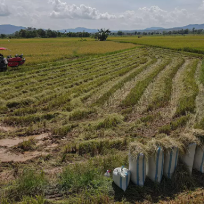 Pemerintah Janjikan Pendapatan Rp 20 Juta per Bulan bagi Peserta Transmigrasi