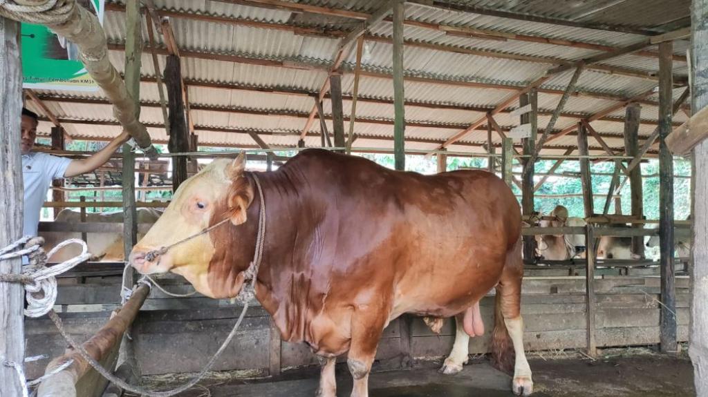 Stok Sapi Kurban di Pekanbaru Capai 3.514 Ekor, Disarankan Terus Lakukan Pengawasan