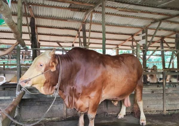 Stok Sapi Kurban di Pekanbaru Capai 3.514 Ekor, Disarankan Terus Lakukan Pengawasan