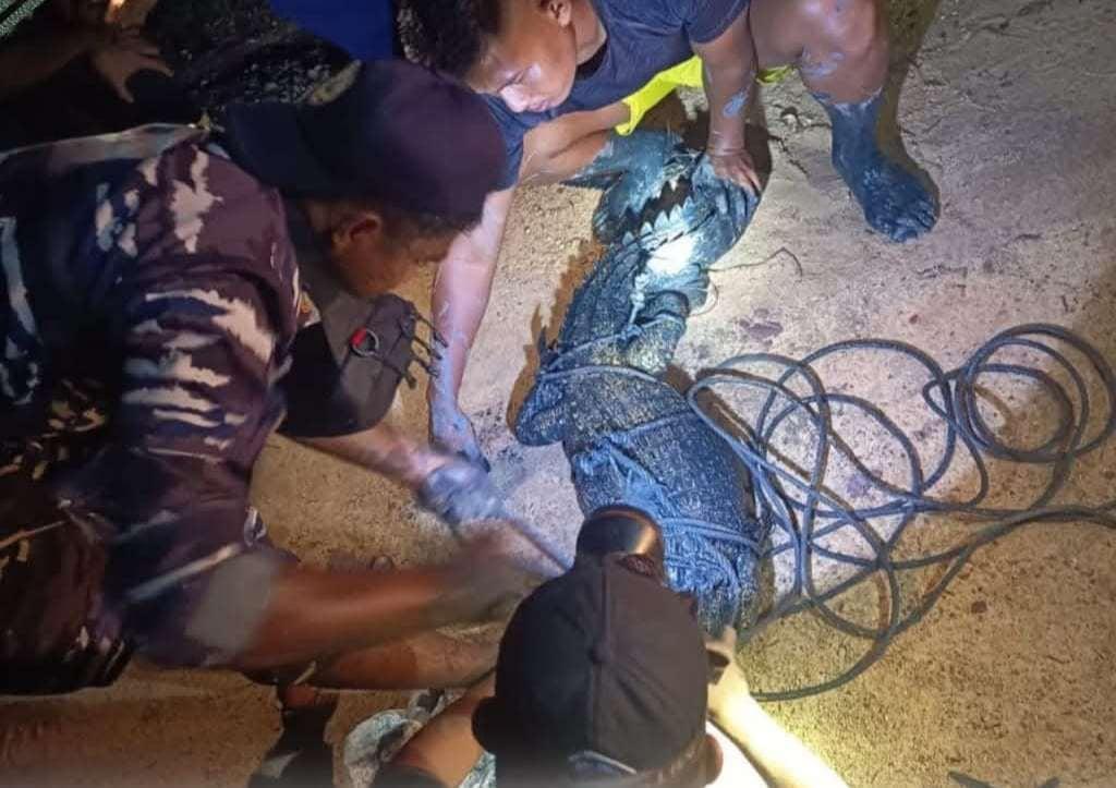 Teror Buaya Bikin Resah Warga Lingga, Sering Masuk Kawasan Pemukiman