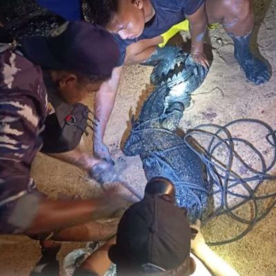 Teror Buaya Bikin Resah Warga Lingga, Sering Masuk Kawasan Pemukiman