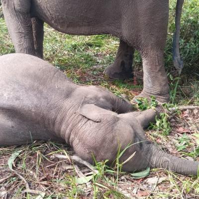 Jadi 'Anak Asuh Kapolda', Gajah Tari Ditemukan Mati di TNTN