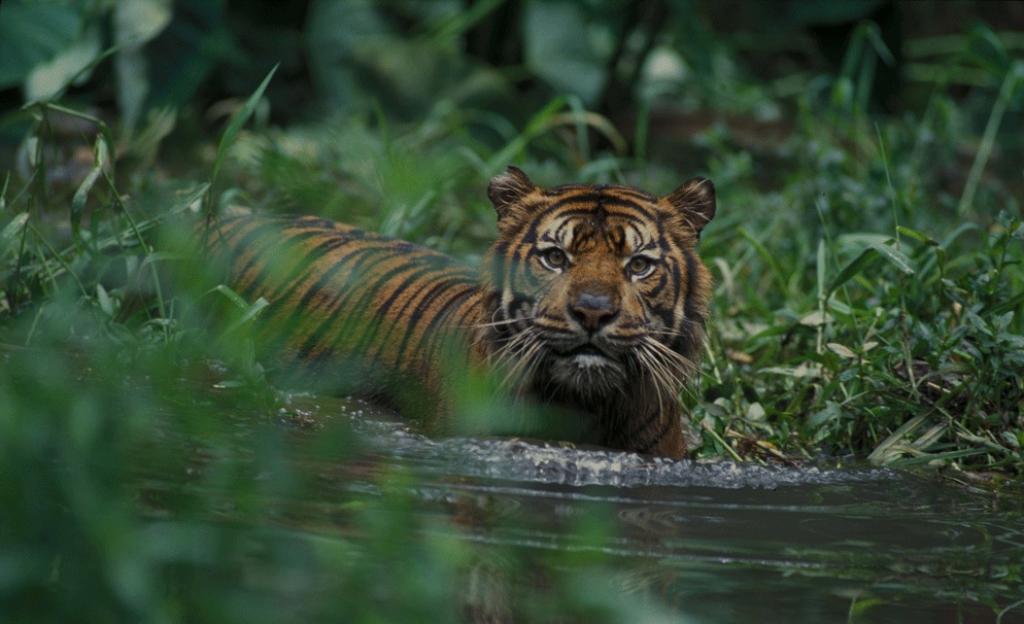 Heboh! Harimau Sumatera Masuk Camp Pekerja di Pelalawan