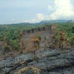 Bakar Lahan Untuk Kebun Sawit, Warga Barang Cenaku Ditangkap Polisi